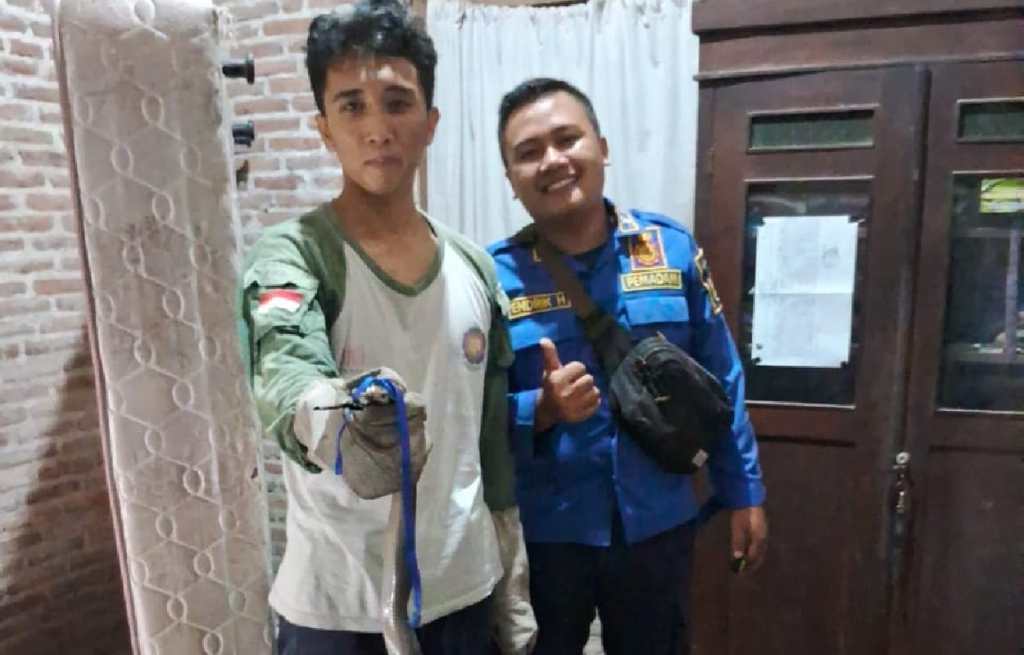 Ular Kobra Masuk di Kamar Rumah Warga, Damkar Sempat Kesulitan&nbsp;Evakuasi