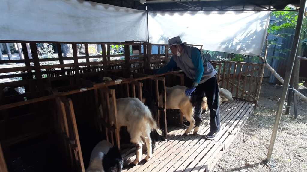 Sidak di Beberapa Tempat, DKPP Kota Kediri Pasang Penanda Kelayakan Hewan Kurban
